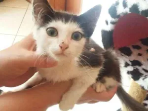 Gato raça SRD idade Abaixo de 2 meses nome Sem Nome