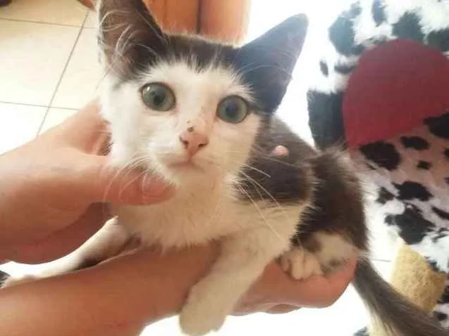 Gato ra a SRD idade Abaixo de 2 meses nome Sem Nome