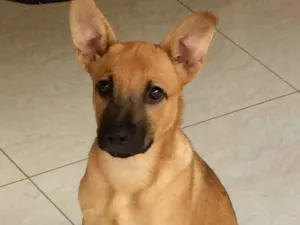 Cachorro raça Indefinido idade 2 a 6 meses nome Indefinido
