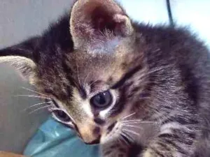 Gato raça SRD idade Abaixo de 2 meses nome Sem nome 