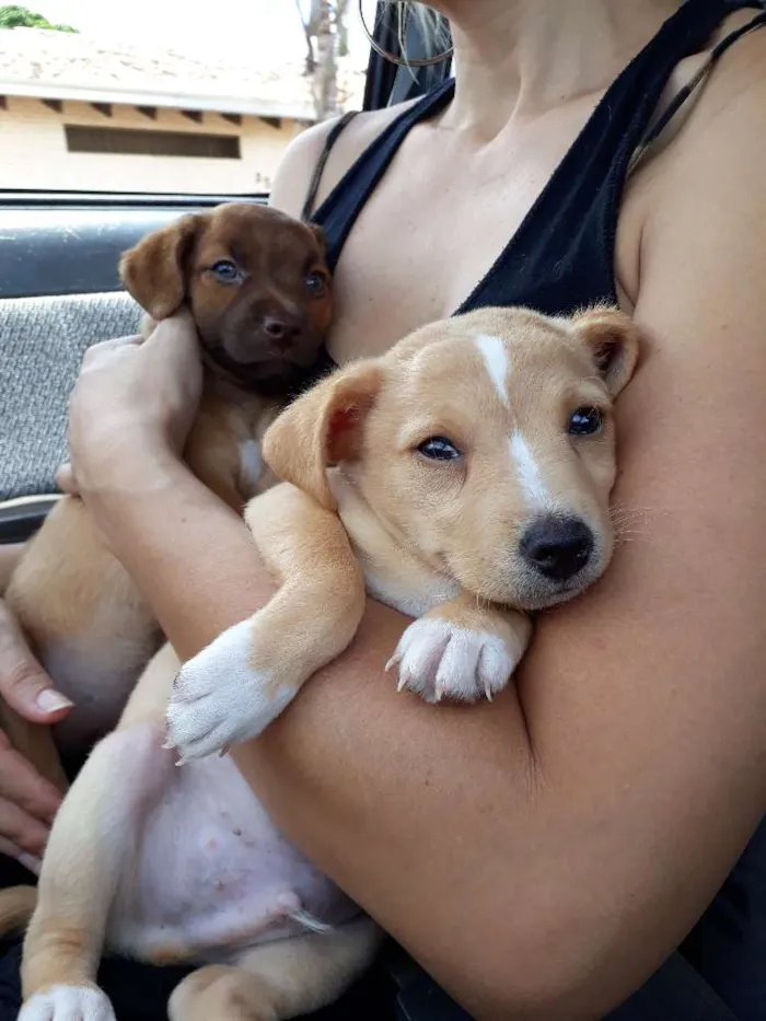 Cachorro ra a Vira lata idade 2 a 6 meses nome Sem nome