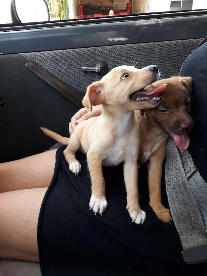 Cachorro ra a Vira lata idade 2 a 6 meses nome Sem nome