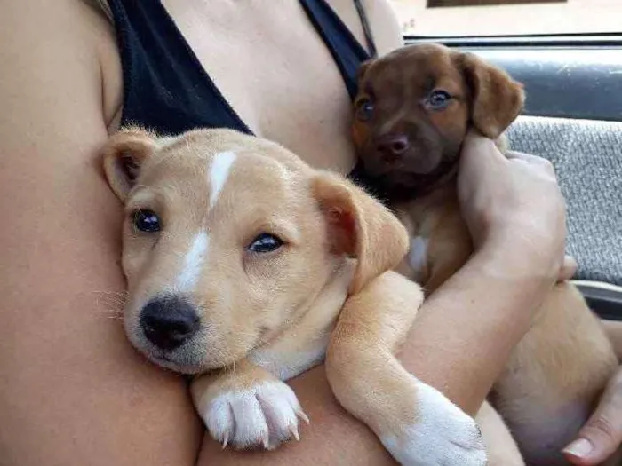 Cachorro ra a Vira lata idade 2 a 6 meses nome Sem nome