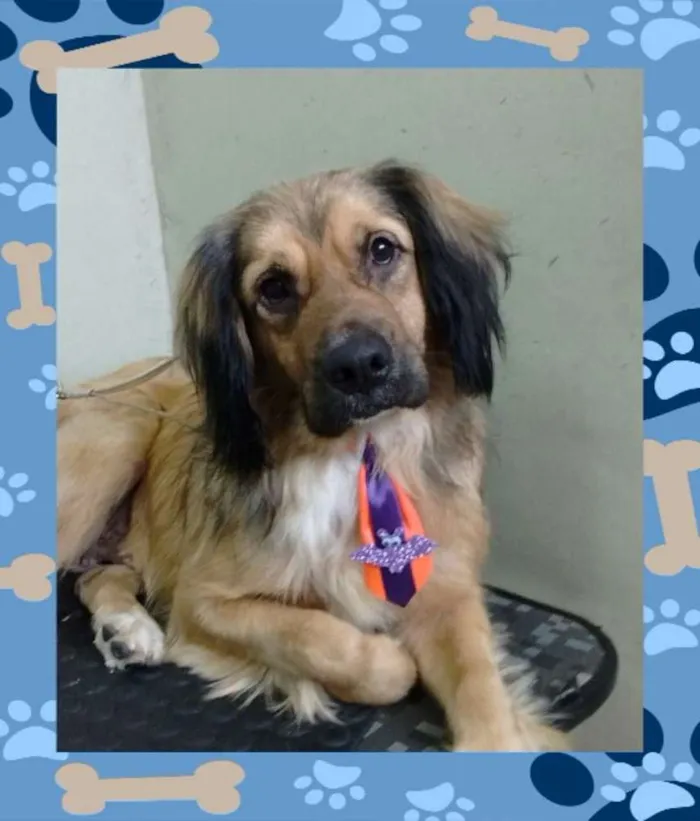 Cachorro ra a Vira-lata idade 3 anos nome Hope