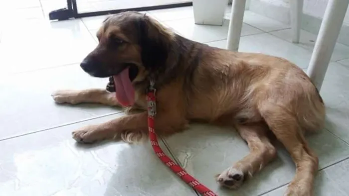 Cachorro ra a Vira-lata idade 3 anos nome Hope