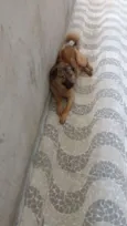 Jake