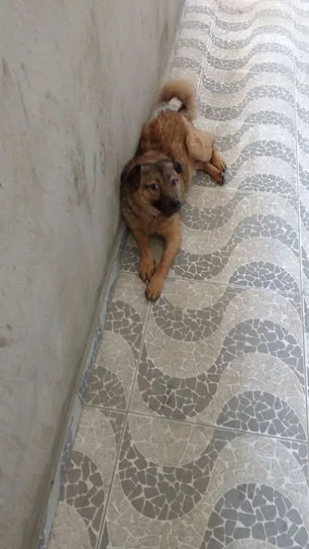 Cachorro raça Viralata idade 2 anos nome Jake