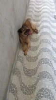 Jake