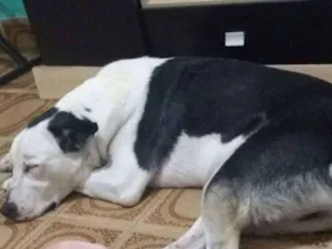 Cachorro raça Budy coller/ dog alemão  idade 2 anos nome Billy