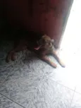 Fofuxa