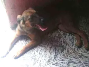 Cachorro raça Vira lata idade 1 ano nome Fofuxa