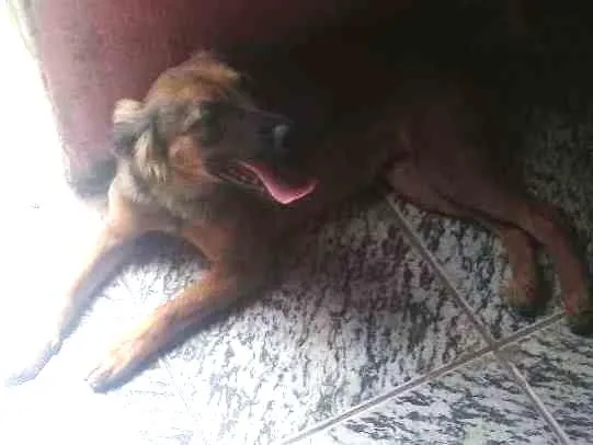 Cachorro ra a Vira lata idade 1 ano nome Fofuxa