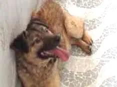 Cachorro raça Viralata idade 2 anos nome Jake