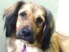 Cachorro raça Vira-lata idade 3 anos nome Hope