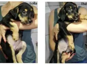 Cachorro raça SRD idade 2 a 6 meses nome Lolla e Théo