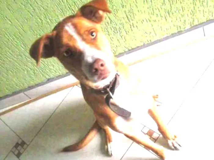 Cachorro ra a Raça indefinida idade 2 anos nome Bidu