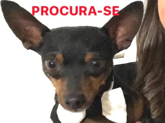 Cachorro ra a Pinscher idade 3 anos nome Peteleco