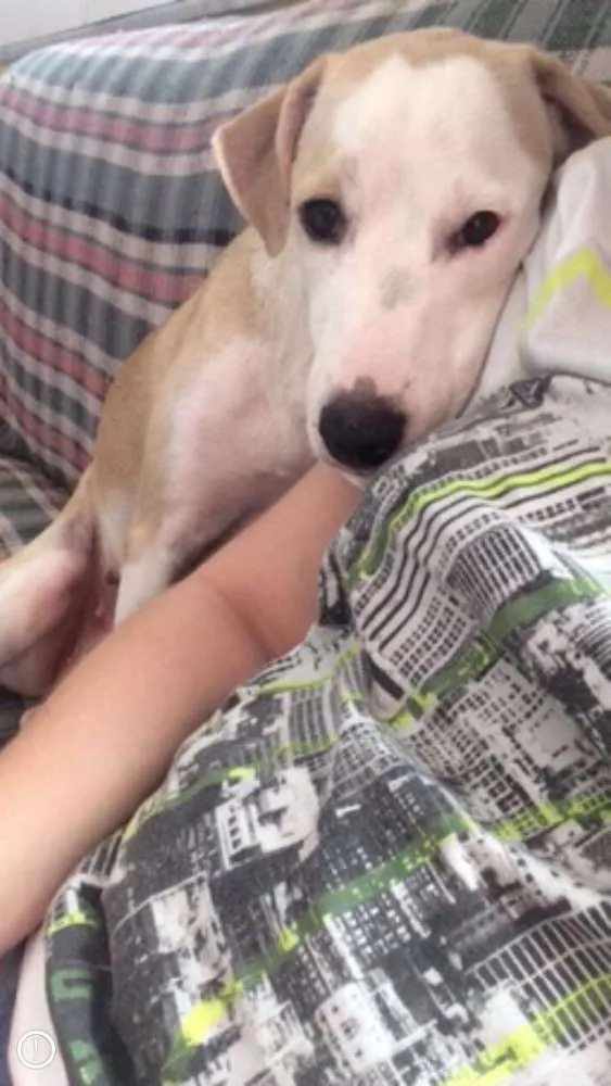 Cachorro raça SRD idade 4 anos nome Matilda
