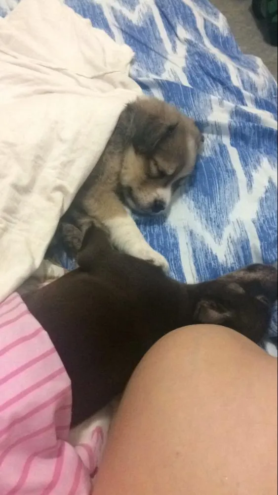 Cachorro raça SRD idade 2 a 6 meses nome Amália e Alcione