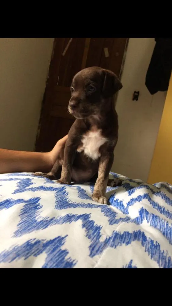 Cachorro raça SRD idade 2 a 6 meses nome Amália e Alcione