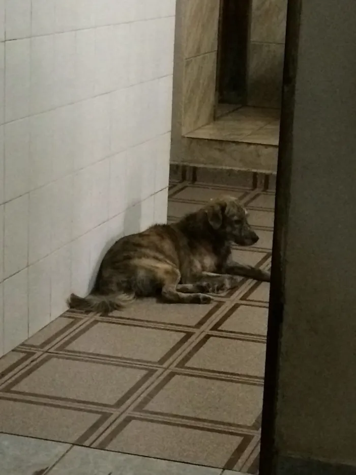 Cachorro raça SRD idade 5 anos nome Lobo