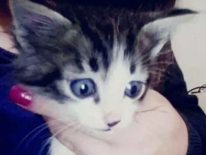 Gato raça  idade Abaixo de 2 meses nome Cenoura