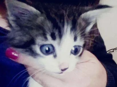 Gato raça  idade Abaixo de 2 meses nome Cenoura