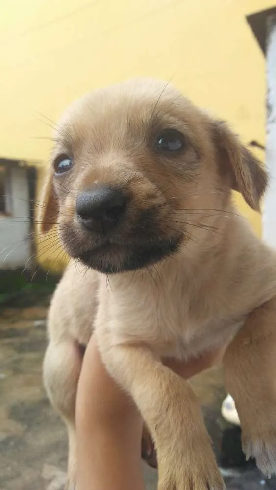 Cachorro ra a Vira-Lata idade Abaixo de 2 meses nome Ainda não tem