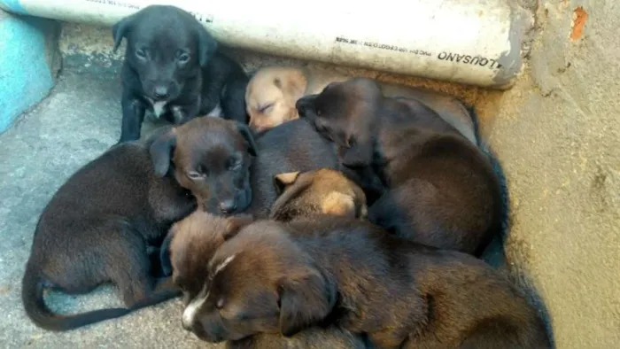 Cachorro ra a Vira-Lata idade Abaixo de 2 meses nome Ainda não tem