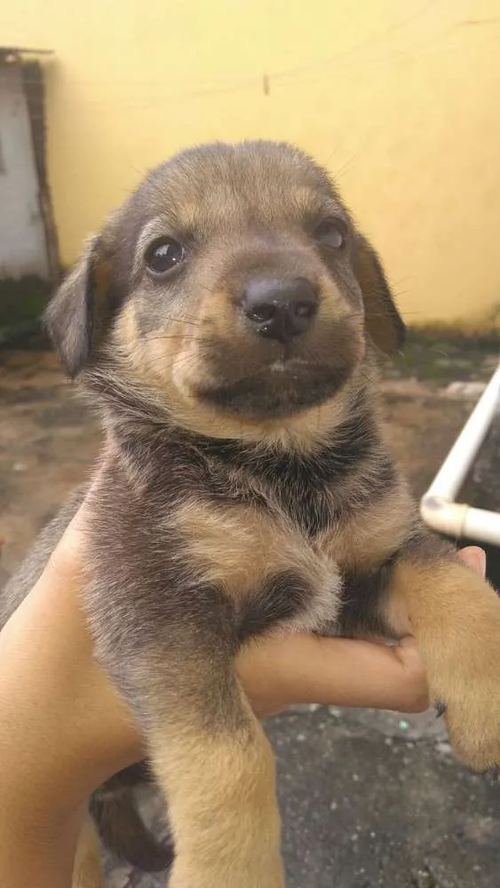 Cachorro ra a Vira-Lata idade Abaixo de 2 meses nome Ainda não tem