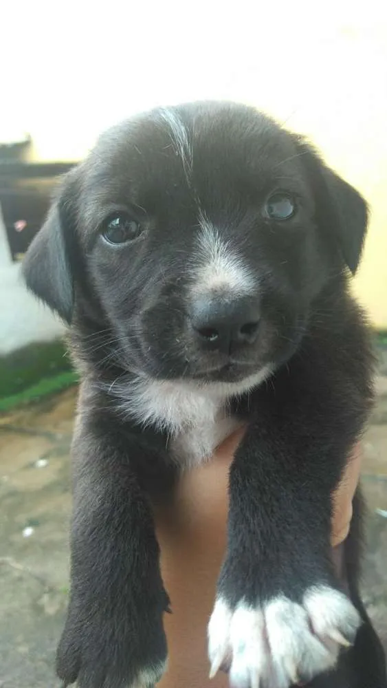 Cachorro ra a Vira-Lata idade Abaixo de 2 meses nome Ainda não tem