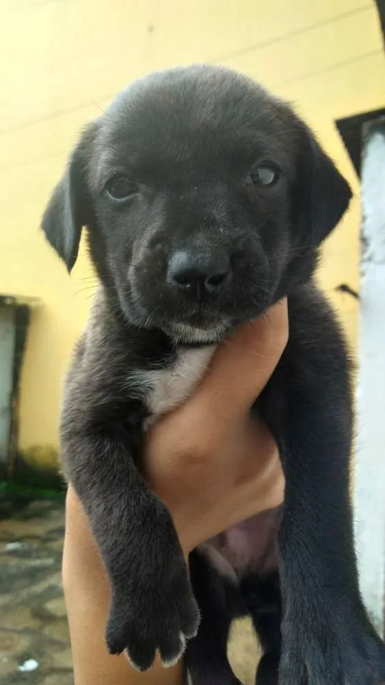 Cachorro ra a Vira-Lata idade Abaixo de 2 meses nome Ainda não tem