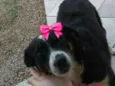 Pituka