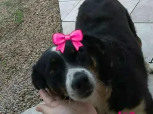 Cachorro raça RND idade 6 ou mais anos nome Pituka