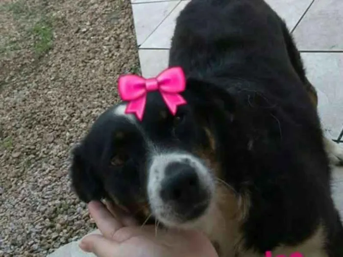 Cachorro ra a RND idade 6 ou mais anos nome Pituka