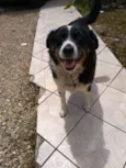 Pituka
