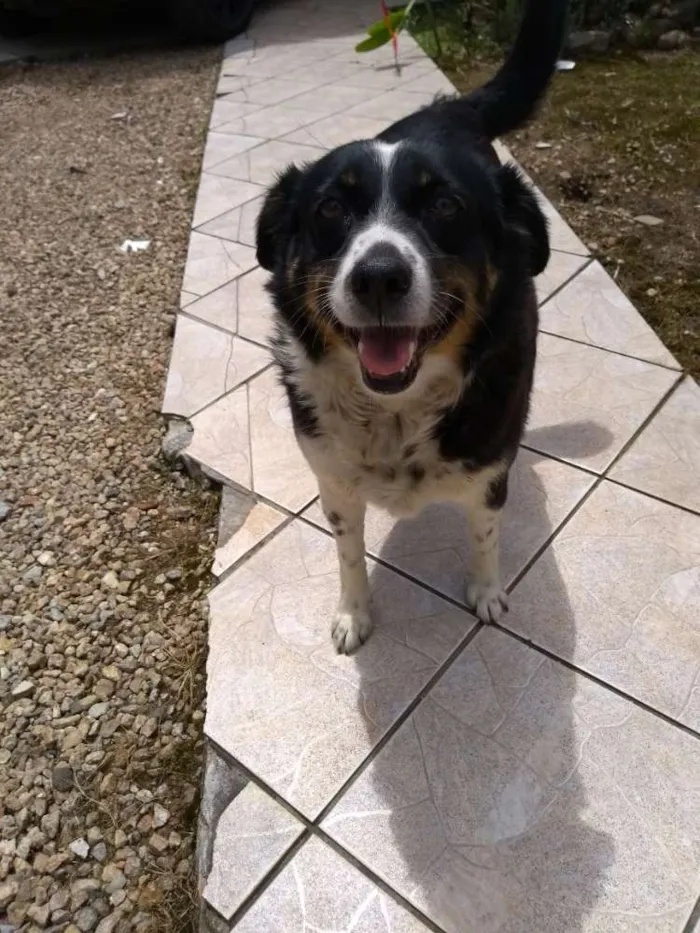 Cachorro ra a RND idade 6 ou mais anos nome Pituka