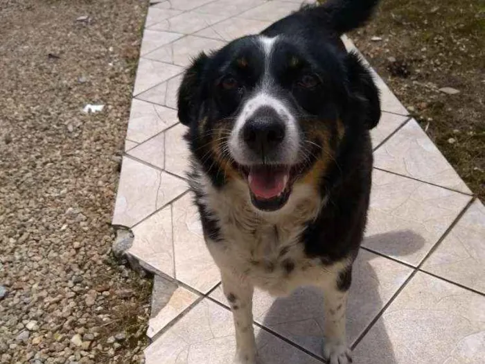 Cachorro ra a RND idade 6 ou mais anos nome Pituka