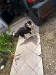 Pituka