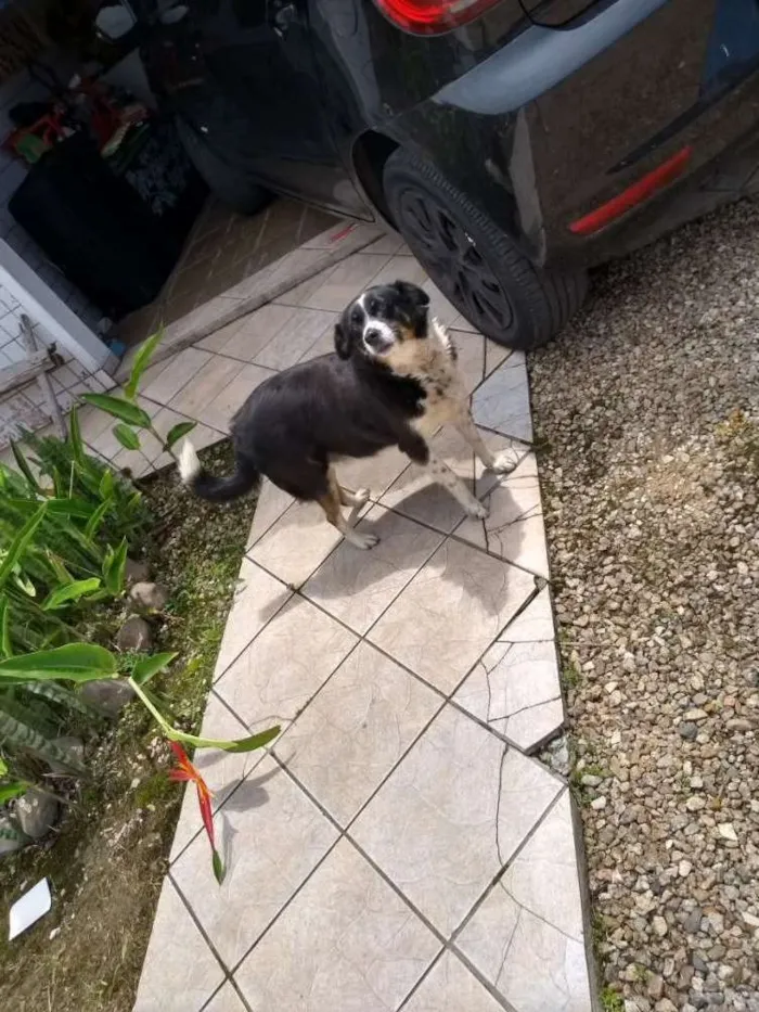Cachorro ra a RND idade 6 ou mais anos nome Pituka