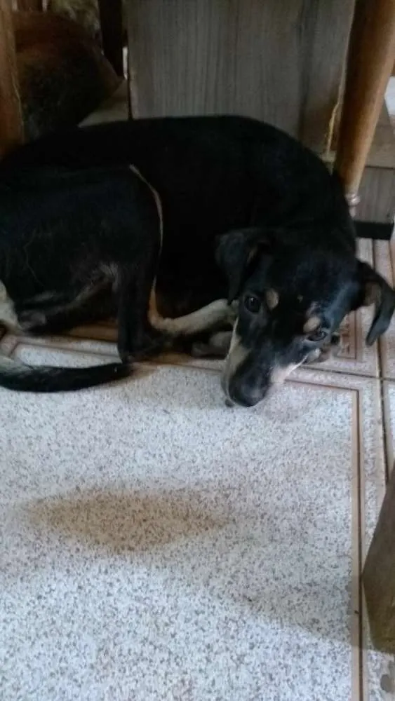 Cachorro raça SRD idade 1 ano nome Pretinha