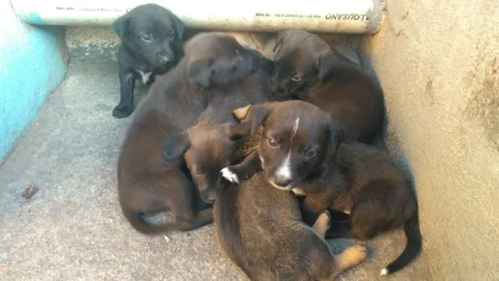 Cachorro ra a Vira-Lata idade Abaixo de 2 meses nome Ainda não tem
