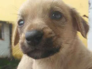 Cachorro raça Vira-Lata idade Abaixo de 2 meses nome Ainda não tem