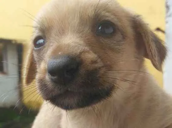 Cachorro ra a Vira-Lata idade Abaixo de 2 meses nome Ainda não tem