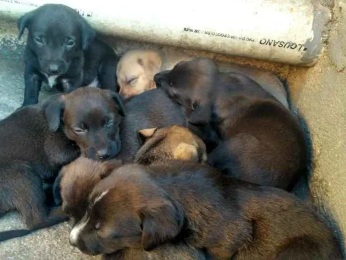 Cachorro ra a Vira-Lata idade Abaixo de 2 meses nome Ainda não tem