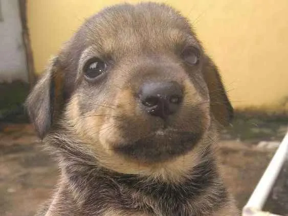 Cachorro ra a Vira-Lata idade Abaixo de 2 meses nome Ainda não tem