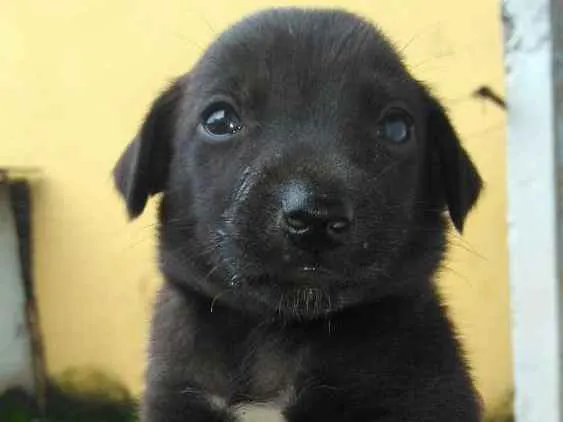 Cachorro ra a Vira-Lata idade Abaixo de 2 meses nome Ainda não tem