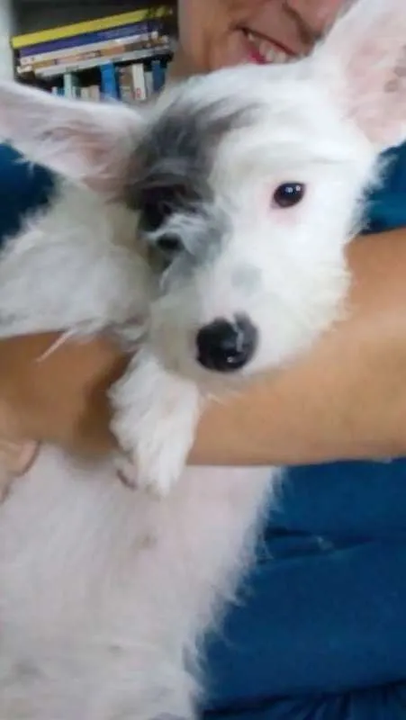 Cachorro ra a não tem idade 7 a 11 meses nome NEVE