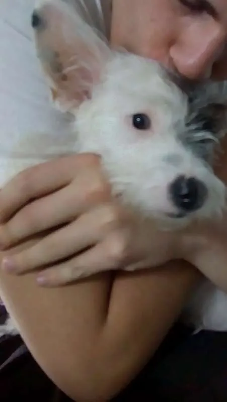 Cachorro ra a não tem idade 7 a 11 meses nome NEVE