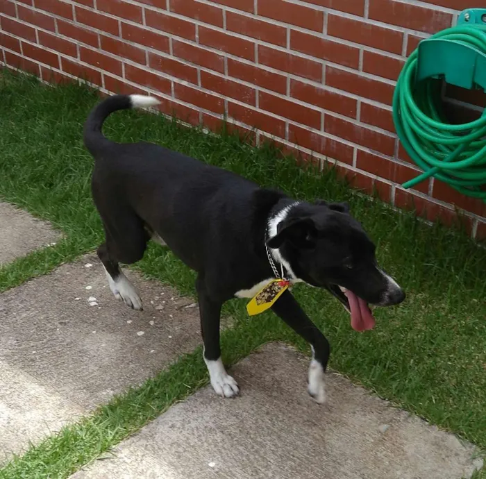 Cachorro ra a Indefinida  idade 1 ano nome Guardião